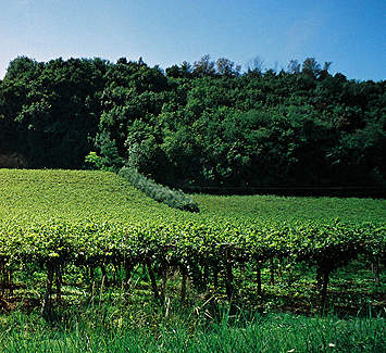 Italian countryside